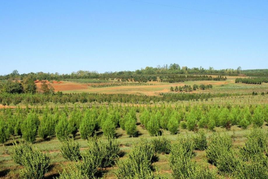 The nursery fields that host our Annual Pumpkin Festival