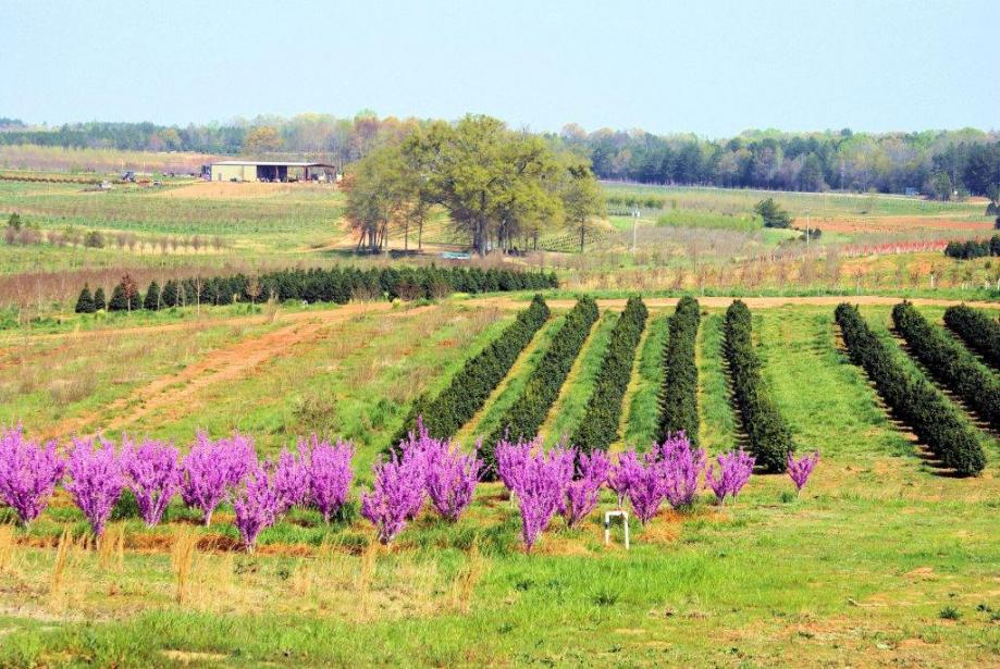Charlie's Creek Nursery growing fields with the barn in the distance